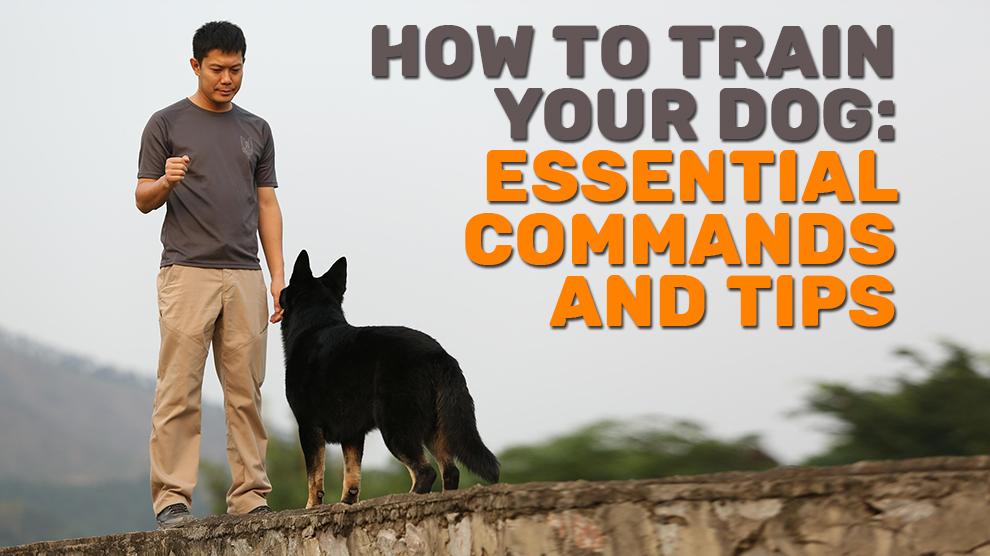 How to Train Your Pet: Essential Tips and Tricks