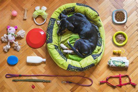 5 Essential Pet Accessories Every Owner Needs