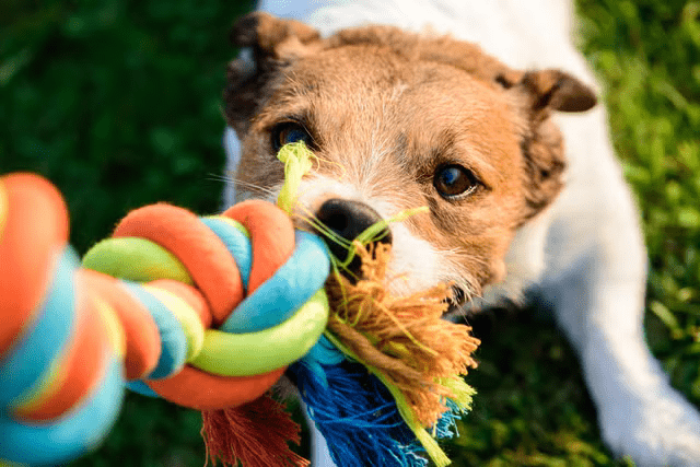 The Importance of Playtime: Fun and Engaging Toys for Your Pet