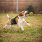 Pet Rope Ball