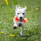 Cotton Rope Chew Toy (Dumbbell Shape)